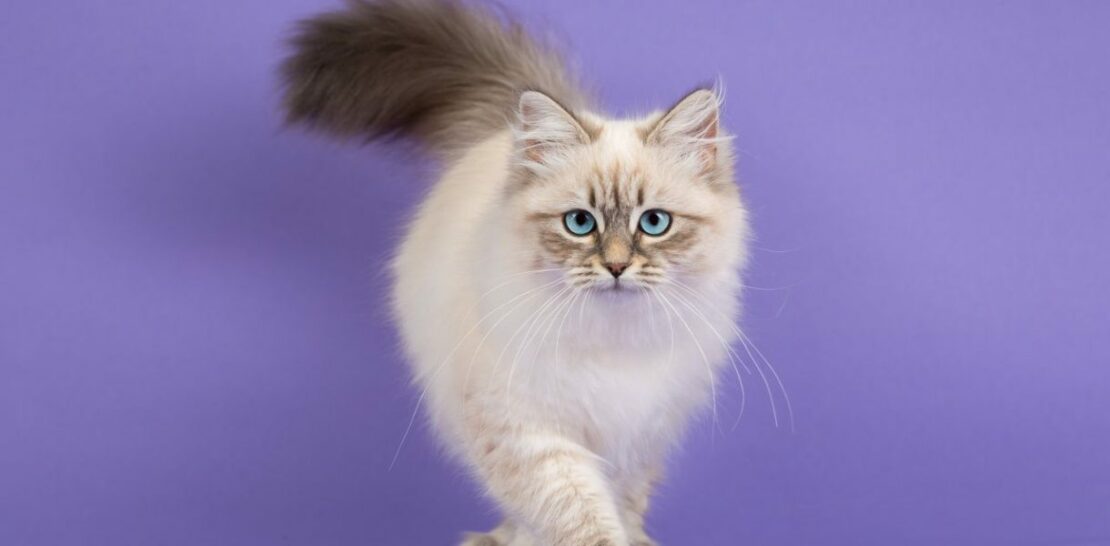 The Majestic Siberian Cat Unraveling The Mysteries Of This Enchanting